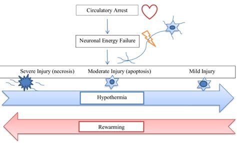 The Diagram Shows Relationship Of Hypothermia And Rewarming With The
