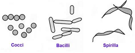 Eubacterias Caracter Sticas Nutrici N Reproducci N Clasificaci N