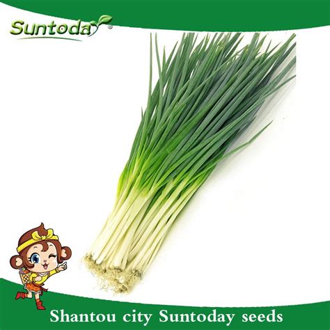 2019 Suntoday Chinese Leek Garlic Flat Chive Allium Green Onion