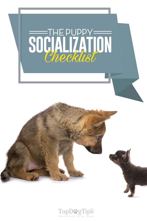 If not done correctly, it can lead to behavioural problems. The Puppy Socialization Checklist for New and Experienced ...