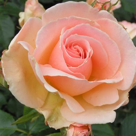 Golden Wedding Rose Trevor White Roses Roses Direct From Grower