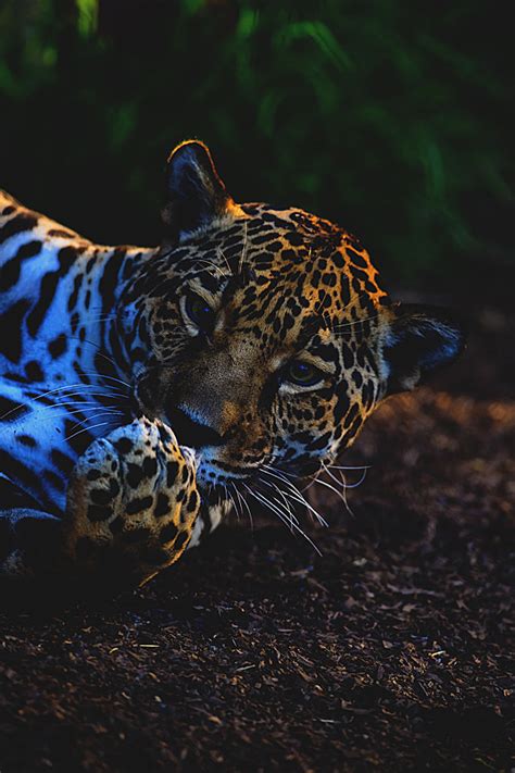 Ponderation — Visualechoess A Jaguar Resting By Patrick