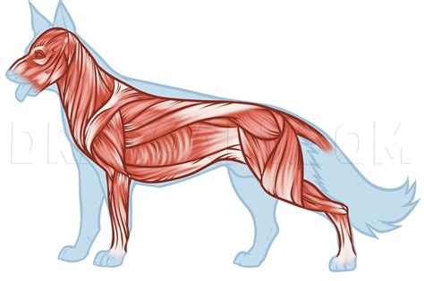 Dog Anatomy Drawing Coloring Page Trace Drawing
