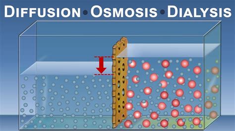Diffusion Osmosis And Dialysis Iqog Csic Youtube