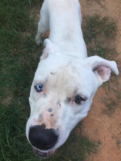 This White Dog Unsure Of Breed Has A Blue Eye With A Spot Of Brown