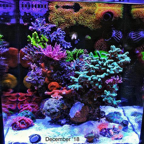 Cannedfishs Les Bon Tanks Rouler 10gal Sps Nano Reef January 2019