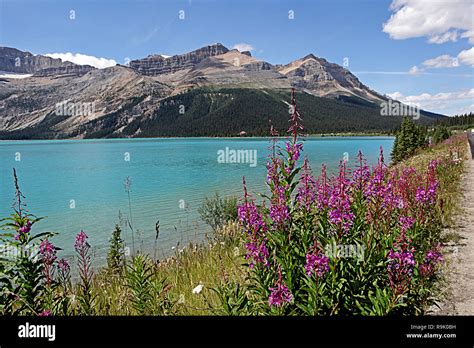 Bow Lake Is A Glacier Fed Lake In Banff National Park In The Canadian