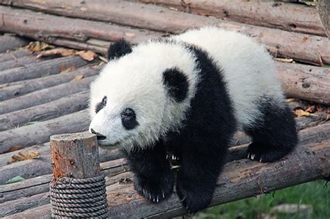 Giant Panda Facts Habitat Population And More