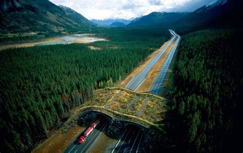 These Wildlife Crossings Are Animal Bridges To Ensure Animal Safety