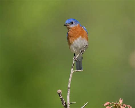 Eastern Bluebird Facts Diet Habitat And Pictures On Animaliabio