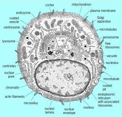 Cheek cell) that can be observed are:cell membranecytoplasmnucleusunder. Animal Cell Electron Microscope | Fun Images