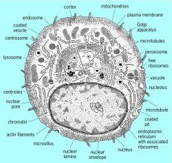 Under the microscope, an animal cell shows many different parts called organelles, that work together to keep the cell functional. Animal Cell Electron Microscope | Fun Images