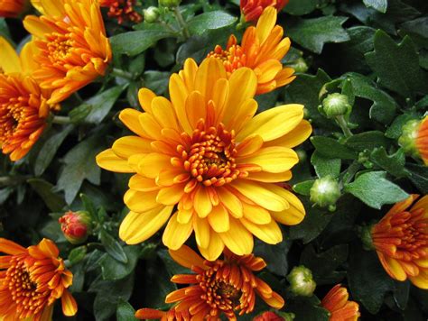 11 Flores De Temporada Para Decorar Tu Casa En Otoño Flores A