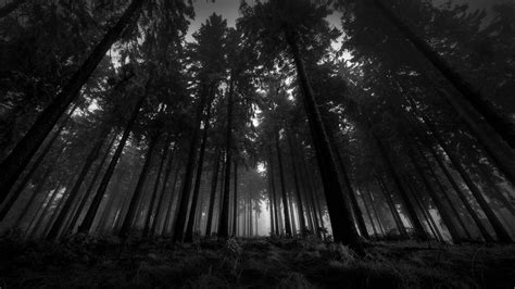 Chọn Lọc 78 Hình ảnh Background Dark Forest Vn