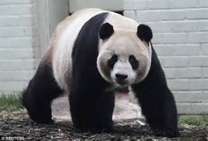 Edinburgh Panda Tian Tian Artificially Inseminated After Two Previous