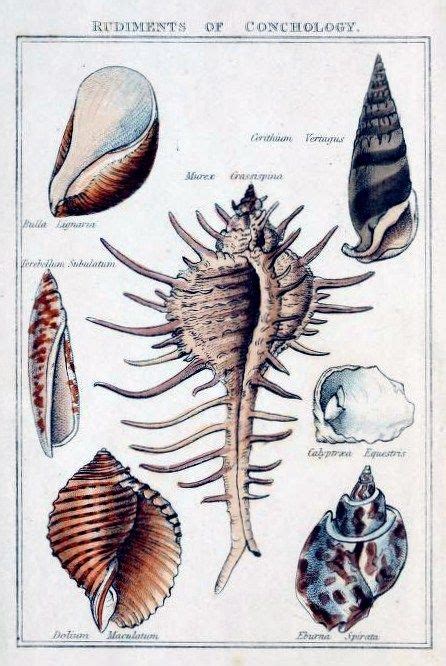 Antique Scientific Illustration Of Shell Variety Free Vintage