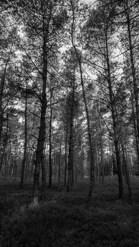 Black And White Forest Wallpaper Phone Free Hd Wallpaper 4k Ii