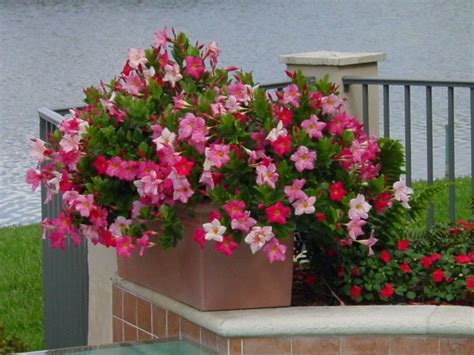 Adenium merupakan salah satu tanaman hias bunga indah nan menawan, jika dilihat sekilas nampak menyerupai lukisan hidup. jenis-tanaman-hias-outdoor-4 | Garden Center