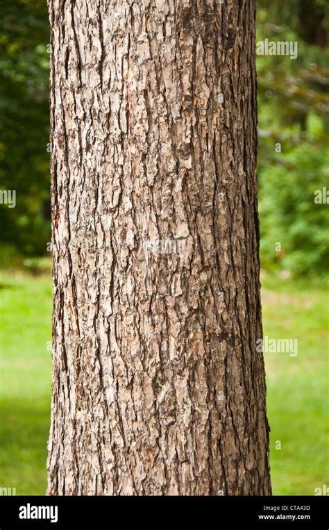 Tronco De árbol Fotografía De Stock Alamy