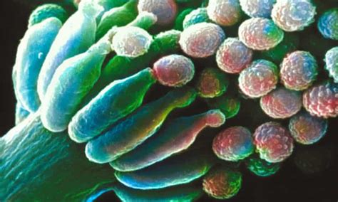 Millions At Risk As Deadly Fungal Infections Acquire Drug Resistance