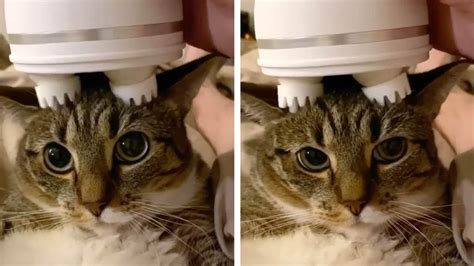 Relaxed Cat Gets Head Massage Youtube