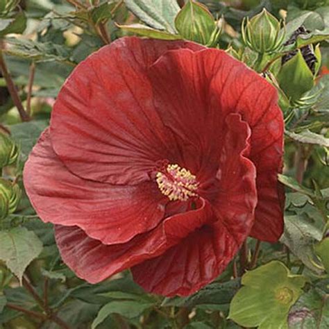 37 Of The Best Hibiscus Varieties Gardeners Path Flowers