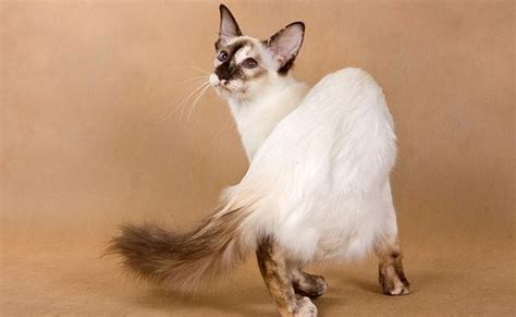 Balinese Cat Long Haired Siamese Cat Breed Info Pet News Live