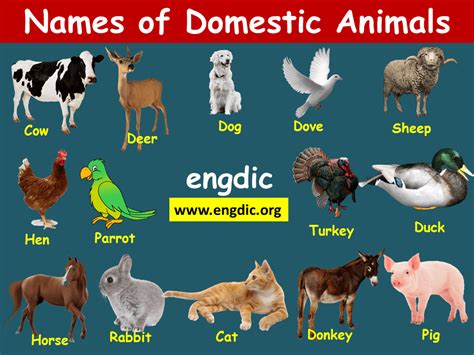 Animal Names Domestic And Wild Animals Pdf 𝔈𝔫𝔤𝔇𝔦𝔠