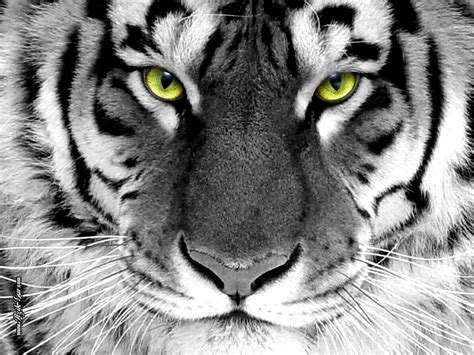 Tiger Eyes Wallpapers Top Free Tiger Eyes Backgrounds Wallpaperaccess