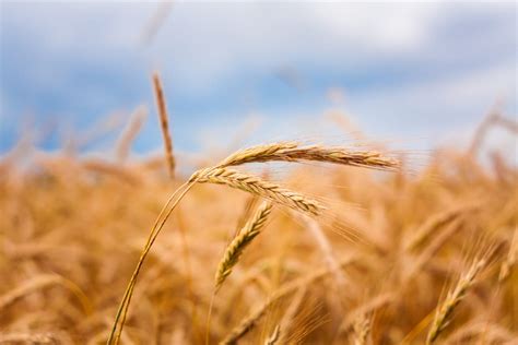 Fields' disease is considered to be one of the rarest known diseases in the world, with only two diagnosed cases in history. Coeliac disease. Many cases undiagnosed - Your Health