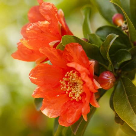 Pomegranate tree not producing flowers. Pomegranate Tree Not Producing Flowers / Pomegranate ...