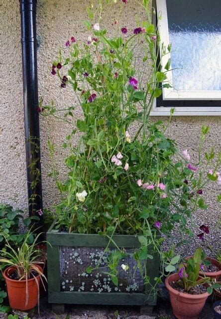 6 Tips For How To Grow Sweet Peas