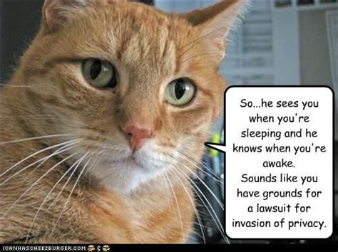 Последние твиты от lawyer cat* (@lawyercat_). #santa #lawyers #law #christmas | Smelly cat, Outdoor cats ...