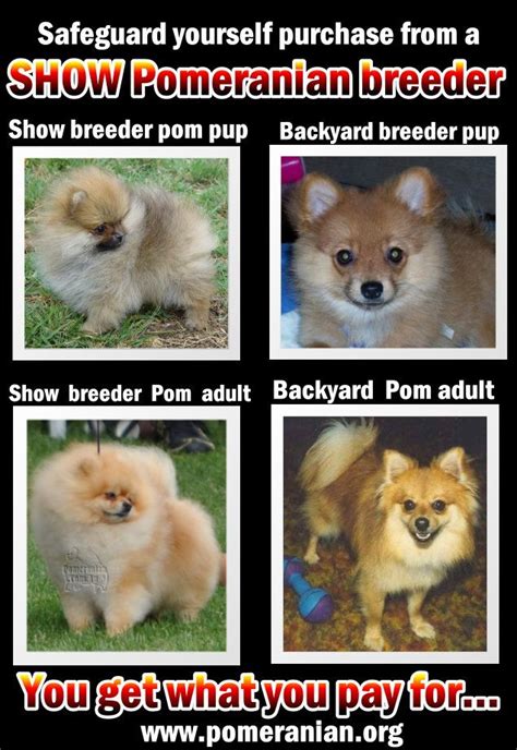 Pomeranian Puppy Uglies Before And After Reinaldo Crane