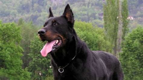 Guard Dog Breeds Top 10 Best And Its Characteristics