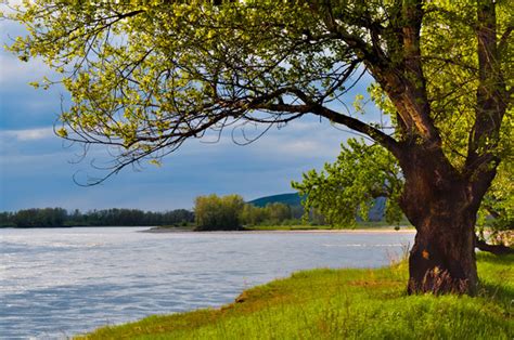 The Tree On The Bank Free Stock Photo Public Domain Pictures
