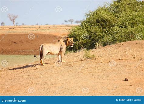 Lioness Spotted In The Wilderness Stock Photo Image Of Jungle Animal