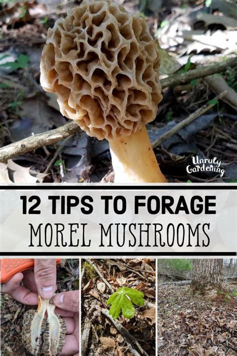 12 Tips For Foraging Morel Mushrooms Unruly Gardening