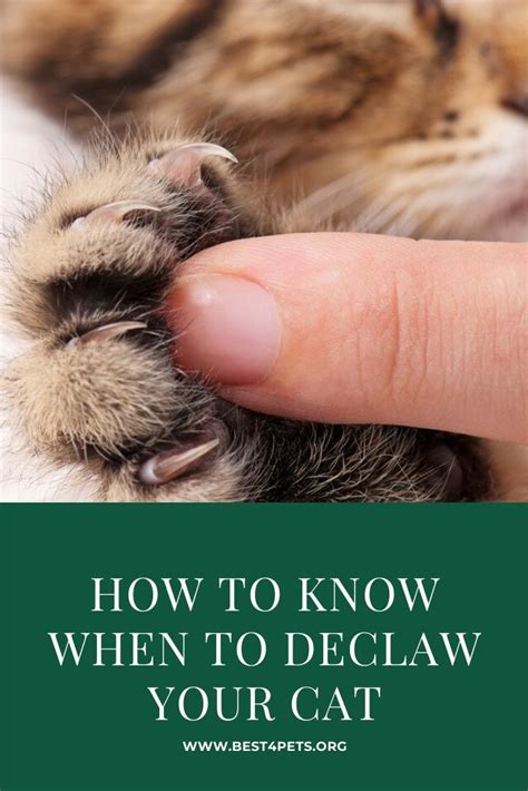 When To Declaw Your Cat
