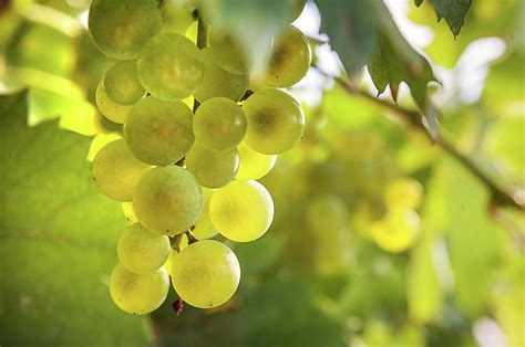 Grapes Filled With Sun Photograph By Jenny Rainbow Fine Art America