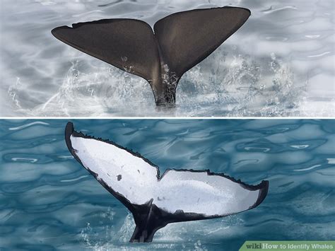 How To Identify Whales 14 Steps With Pictures Wikihow