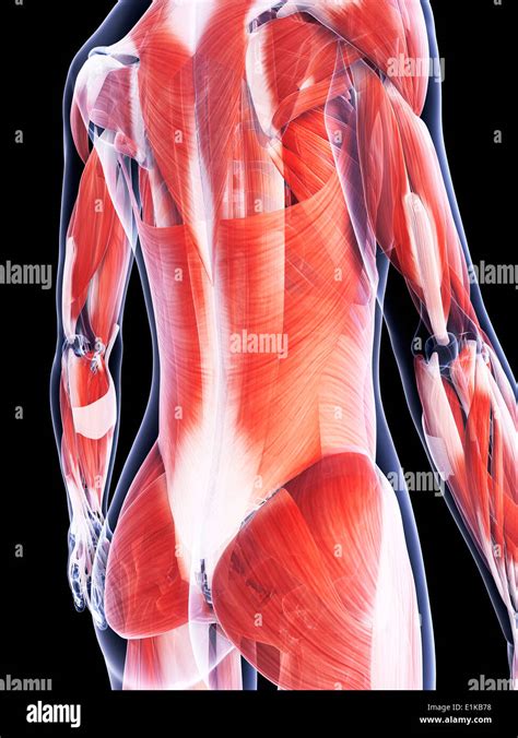 Female Muscular System Of The Back Computer Artwork Stock Photo Alamy