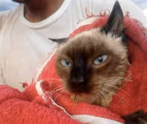 Hero Rescues Scared Feral Kitten From Drowning