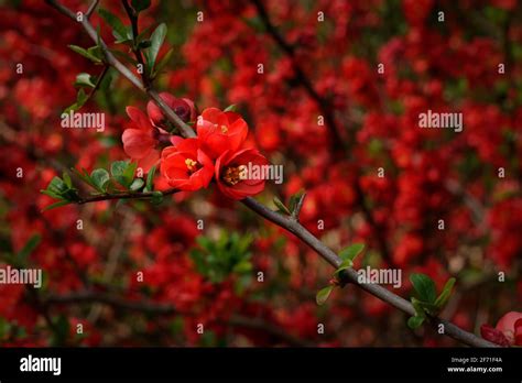Maules Quince High Resolution Stock Photography And Images Alamy