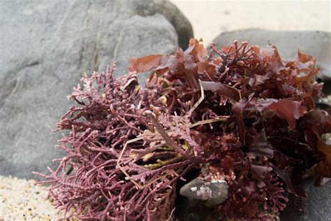 Seaweed At Moss Beach Elaine With Grey Cats Flickr