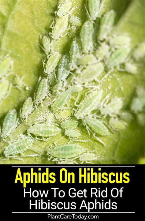 Aphids On Hibiscus How To Get Rid Of Hibiscus Aphids