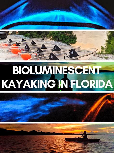 Bioluminescent Kayaking Floridas Best Kept Odd Thrilling Magical Secret