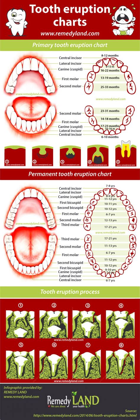 Primary And Permanent Teeth Eruption Chart Infographic Dental Assistant