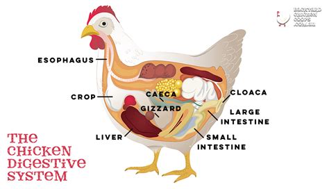 Chicken Gizzard Anatomy