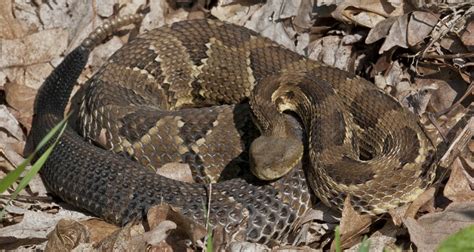 Maybe you would like to learn more about one of these? Timber Rattlesnake (Crotalus horridus) | about animals
